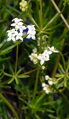 Galium anisophyllum close