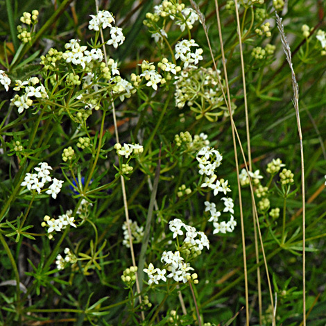 Galium anisophyllum whole