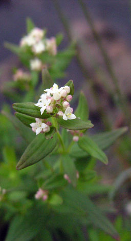 Galium boreale close