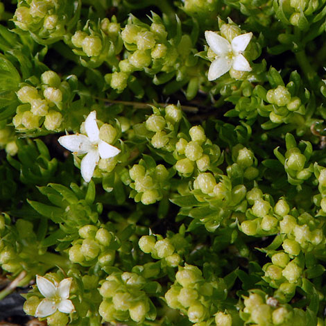 Galium caespitosum close
