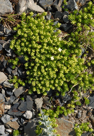 Galium caespitosum whole