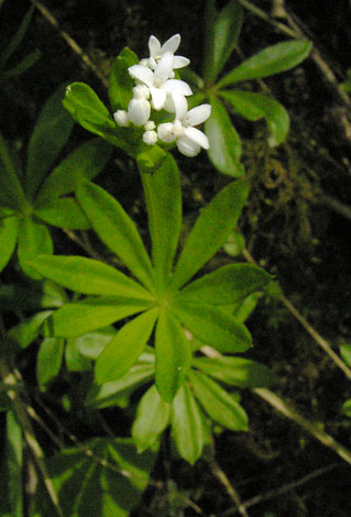 Galium odoratum