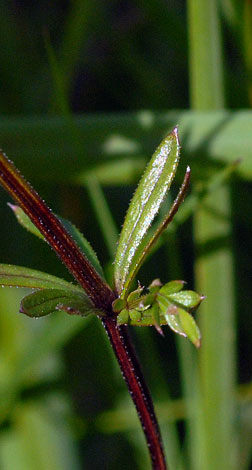 Galium uliginosum leaf