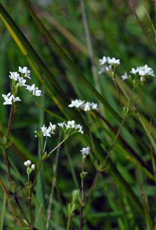 Galium uliginosum whole