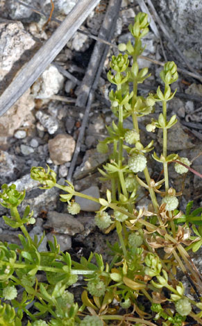 Galium verrucosum close