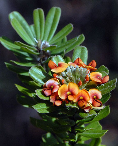 Gastrolobium bilobum close