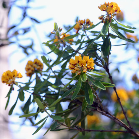 Gastrolobium bilobum whole