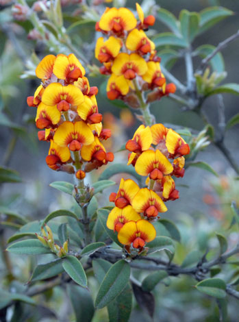 Gastrolobium calycinum