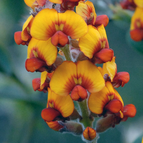 Gastrolobium calycinum close