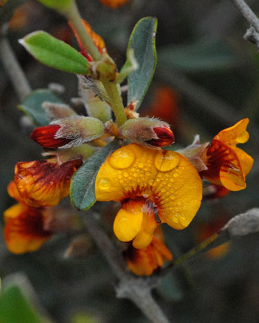 Gastrolobium hookeri close