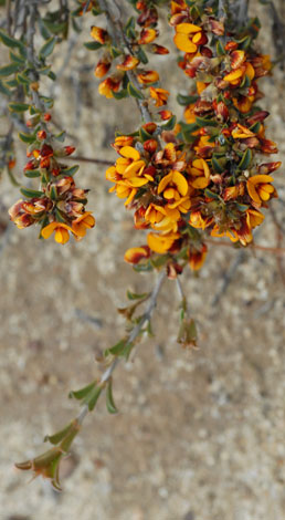 Gastrolobium hookeri whole