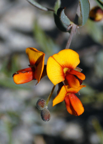 gastrolobium oxylobioides close