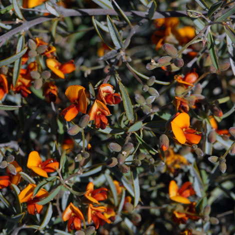 gastrolobium oxylobioides whole