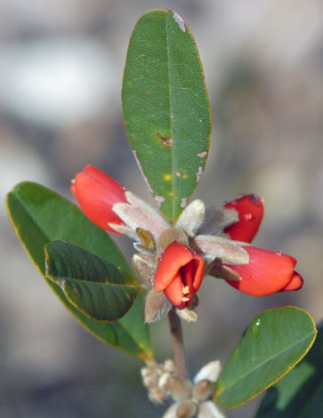 gastrolobium rubrum close