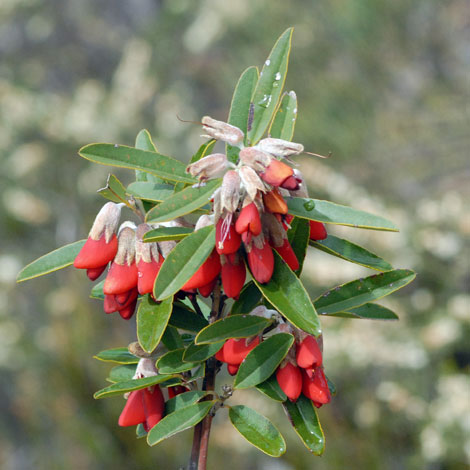 gastrolobium rubrum whole