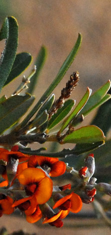 Gastrolobium sp. leaves