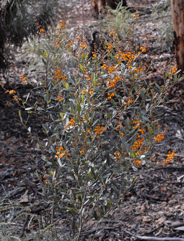 Gastrolobium sp. whole shrub