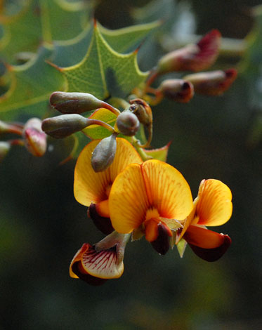 gastrolobium spinosum close