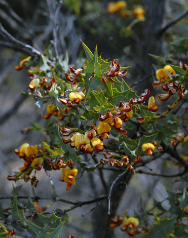 gastrolobium spinosum whole