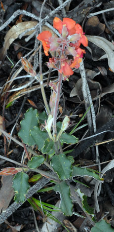 Gastrolobium villosum whole