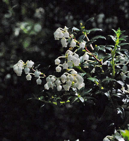 Gaultheria mucronata