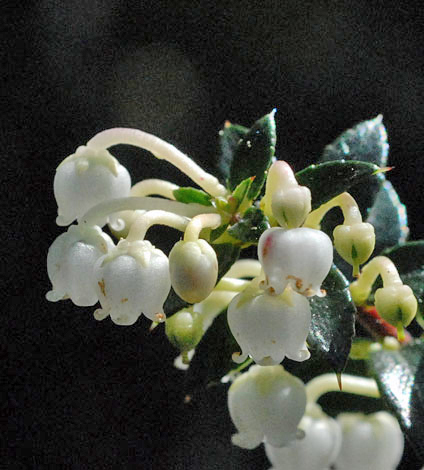 Gaultheria mucronata