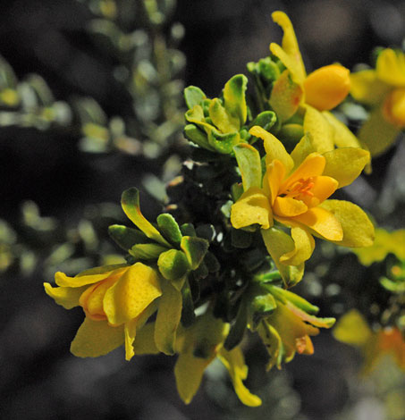 Geleznowia verrucosa close