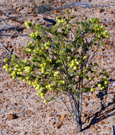 Geleznowia verrucosa whole