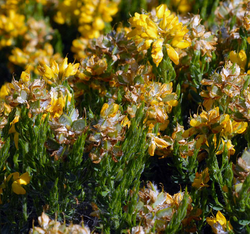 Genista hispanica