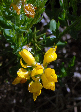 Genista hispanica