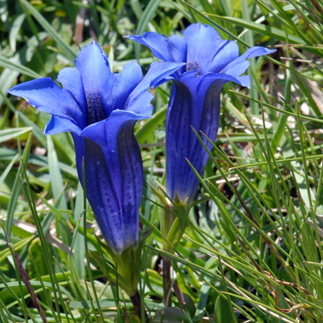 Gentiana acaulis close