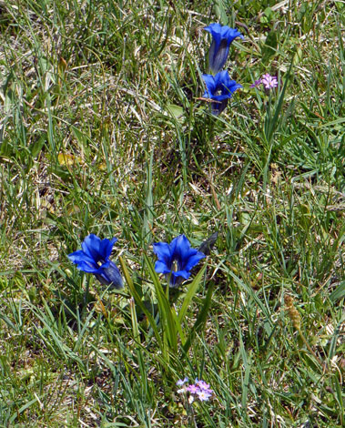 Gentiana acaulis whole