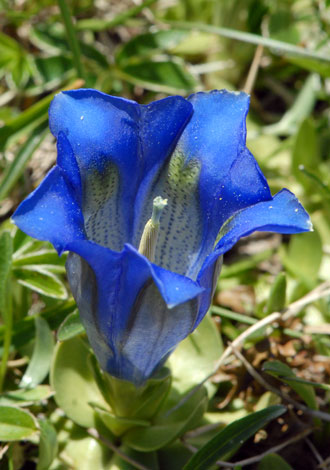 Gentiana occidentalis close