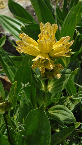 Gentiana punctata close