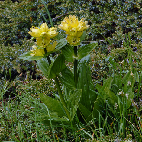 Gentiana punctata whole