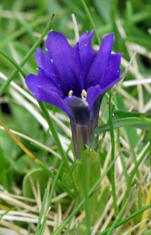 gentian pyrenaica close