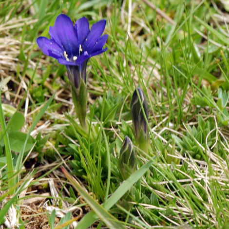 gentian pyrenaica whole