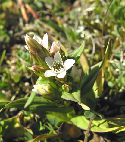 Gentianella amarella ssp septentrionalis