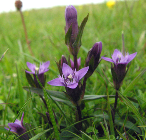 Early Gentian