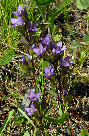 Gentianella campestris close