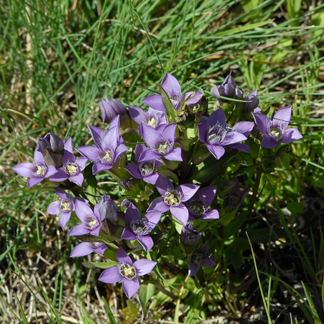 Gentianella campestris whole