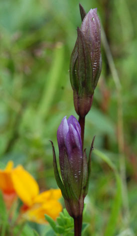 Gentianella uliginosa close