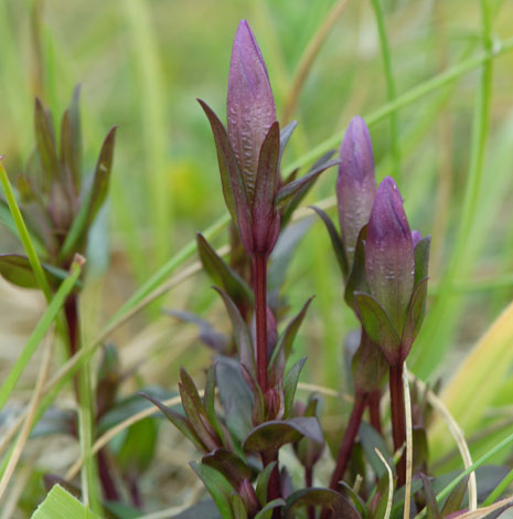 Gentianella uliginosa whole