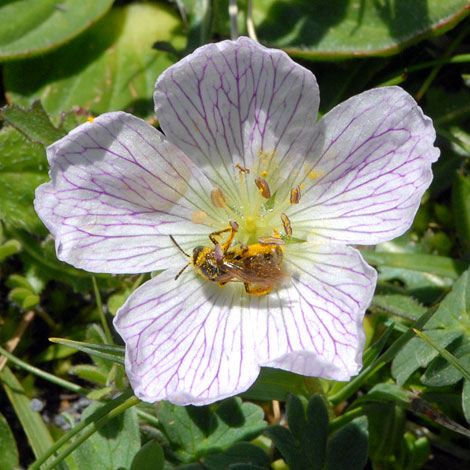 Geranium cinereum close