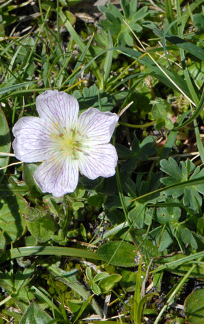 Geranium cinereum whole