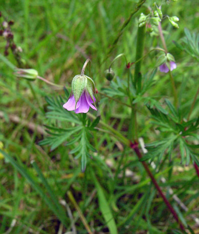 Geranium colmbinum 1