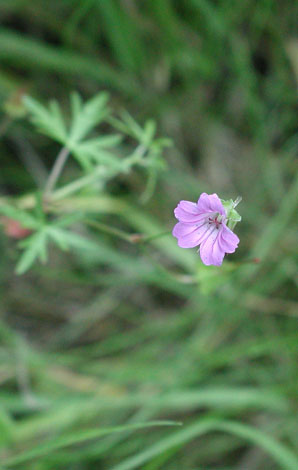 Geranium colmbinum 2