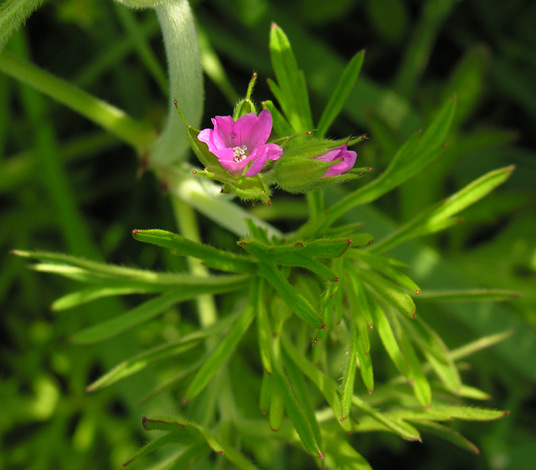 Geranium dissectum