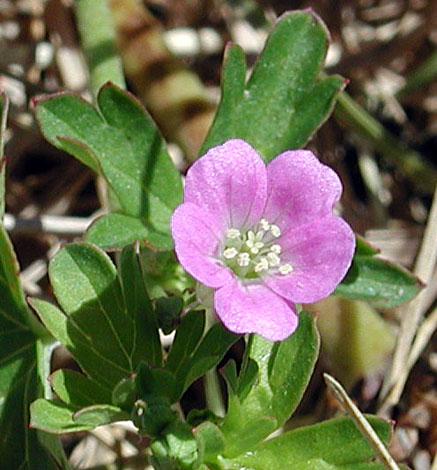 Geranium herrerae close