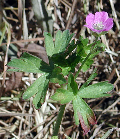 Geranium herrerae whole